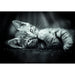 High Quality Kitty puzzle 1000pcs-1