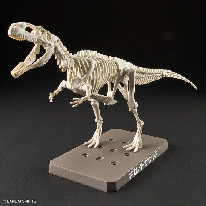 Model Kit Plannosaurus Giganotosaurus-3
